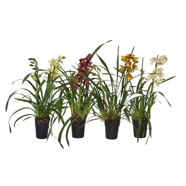 Cymbidium P14 mix 2T, D 14 cm