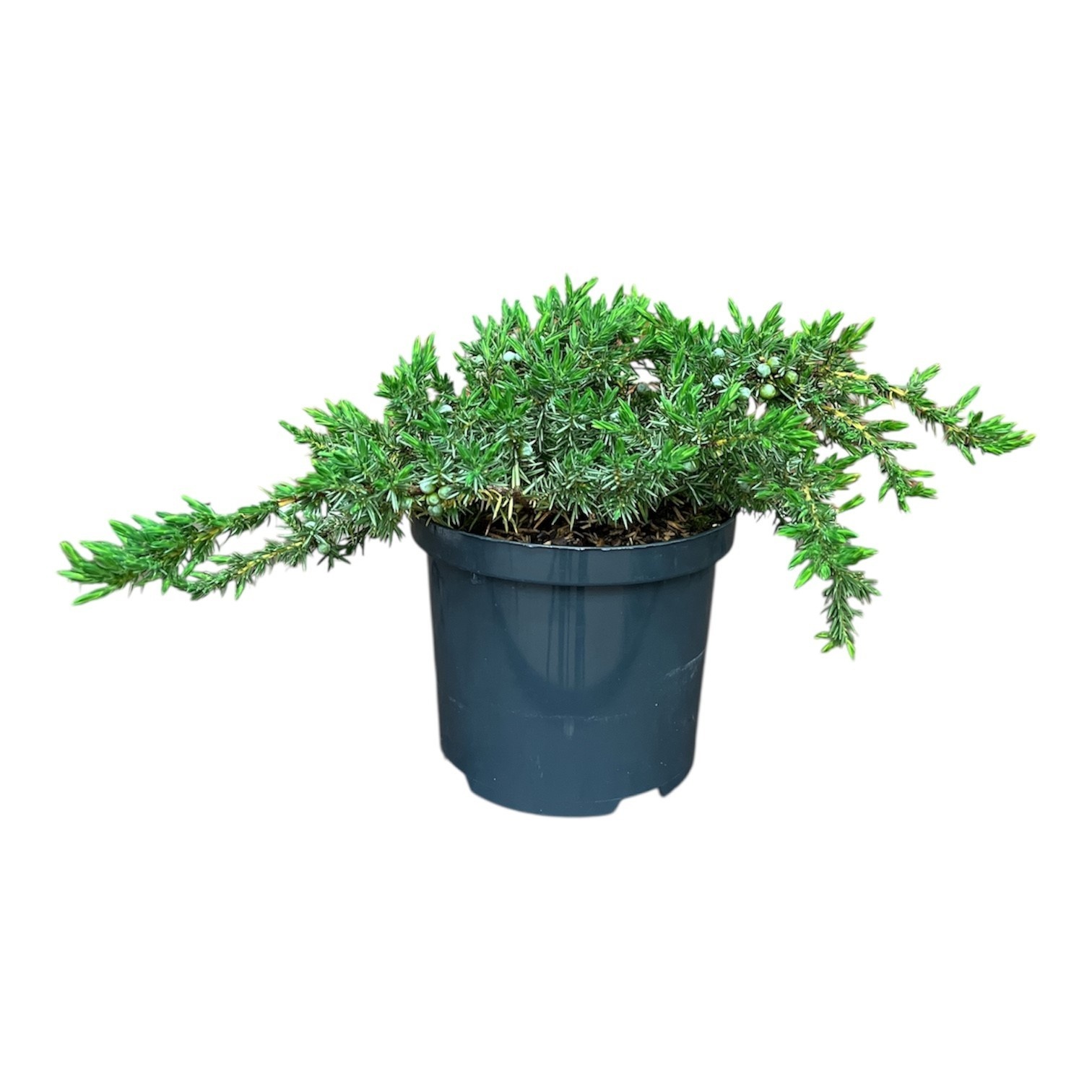 Juniperus c. 'Schlager', D 18