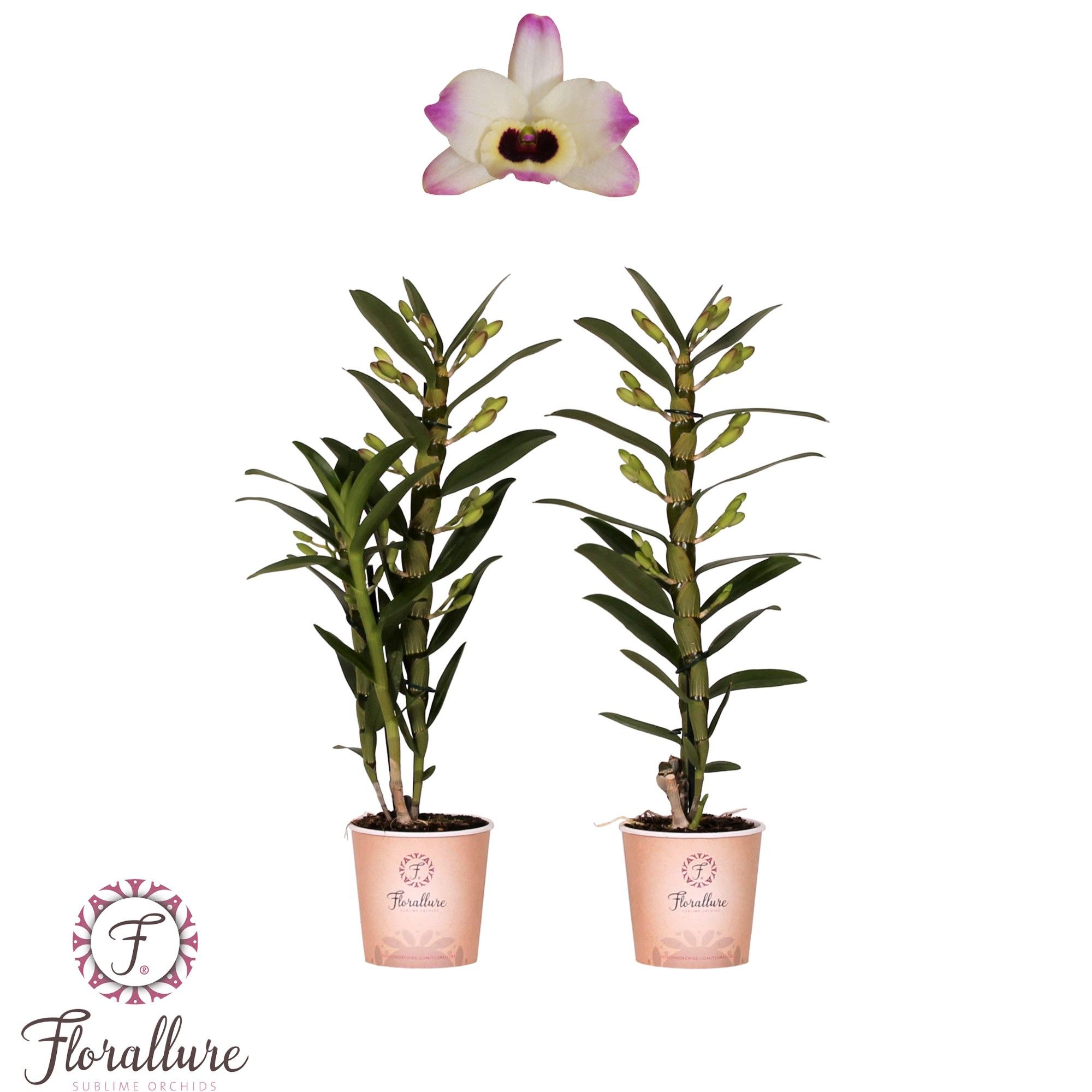 Dendrobium Nobile Sunny eyes 1 stam 7+ tros Florallure, D 12