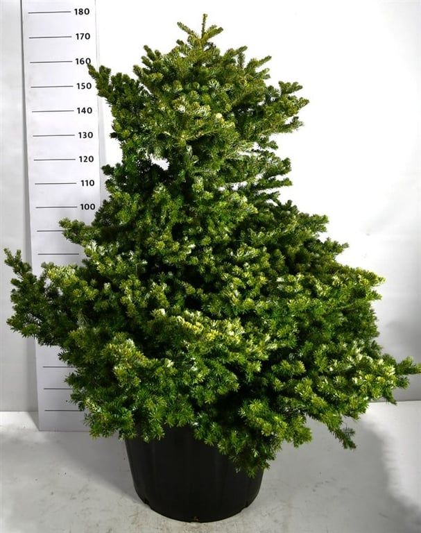 Abies k. 'Molli', D 65