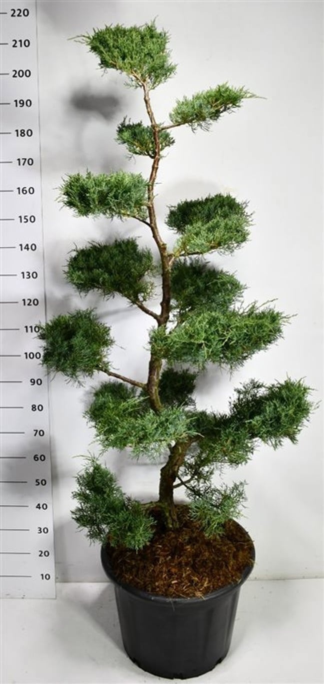 Juniperus virg. 'Grey Owl', D 54