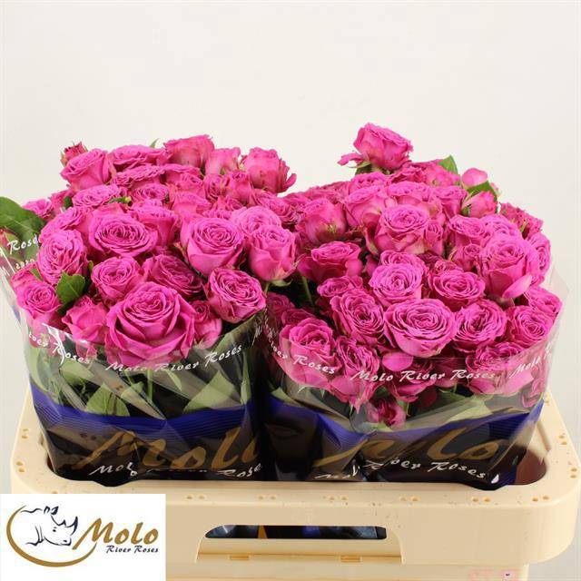 Роза куст. Классик Сенсейшн 60, шт.