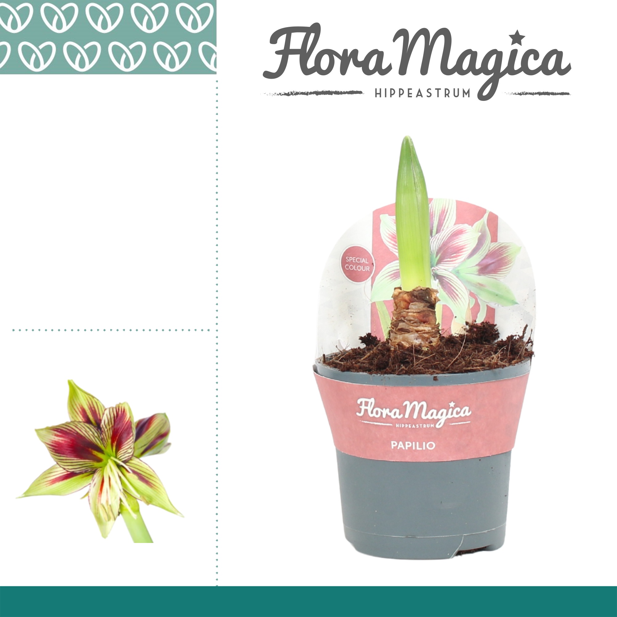 Amaryllis Papilio 2 Knop in Potkraag, D 13 cm