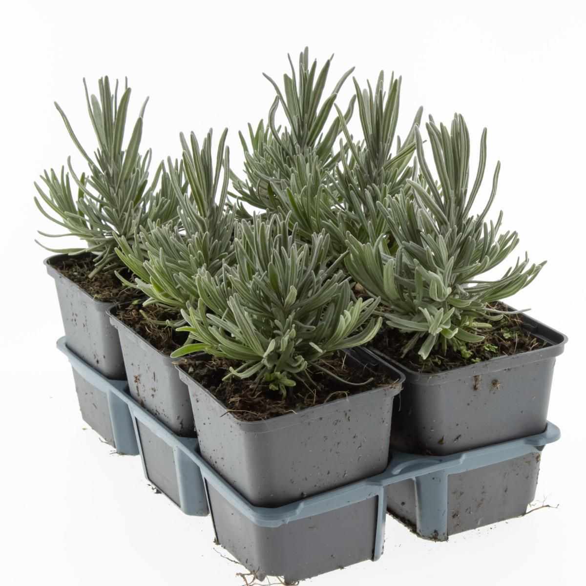 Lavandula ang. 'Munstead', D 9 cm Lavandula ang. 'Munstead', D 9 cm