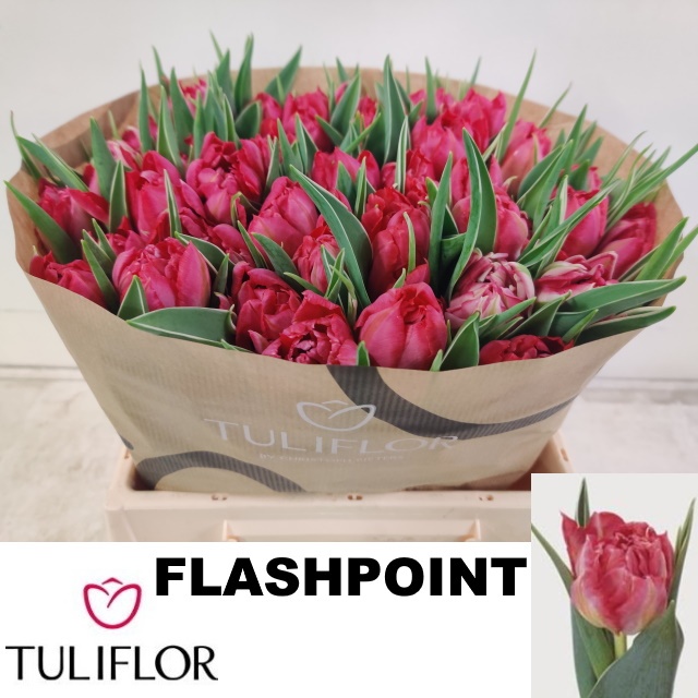 Тюльпан дв. Флэш Поинт (ярко-роз.), шт. Тюльпан дв. Флэш Поинт (ярко-роз.), шт.