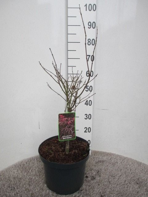 Acer palm. Red Pygmy 30-40 C5, D 23