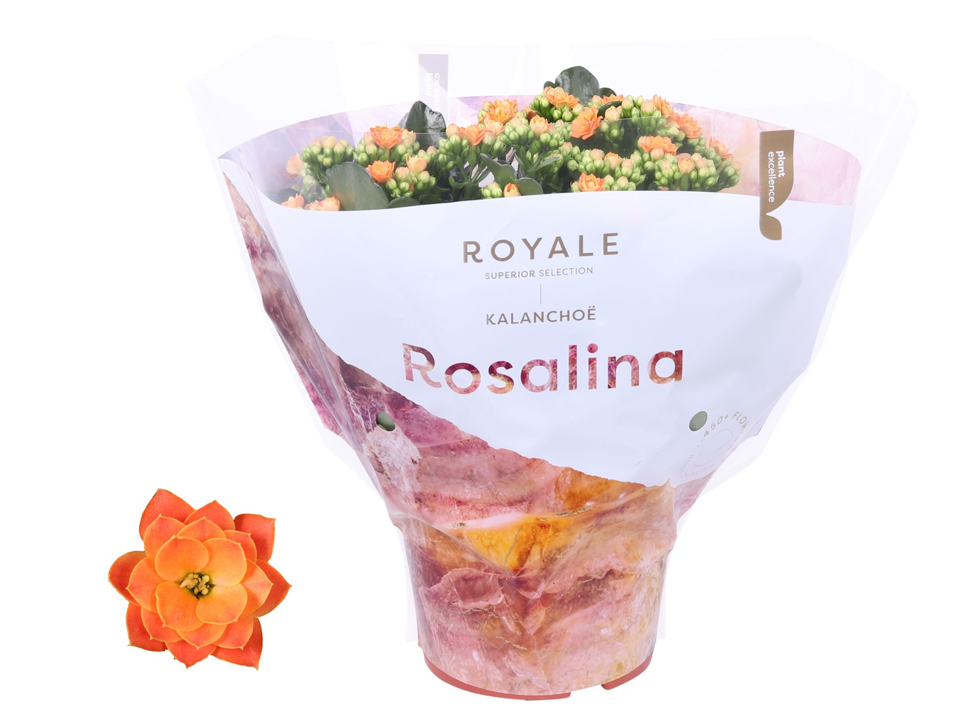 Kalanchoe Rosalina 15cm Royale Pedro oranje, D 15