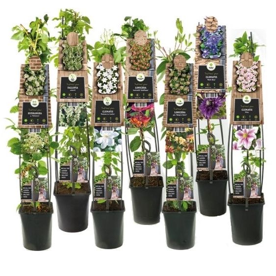 Mix CC 50% Clematis, 50% Climbers +3.0 label, D 23