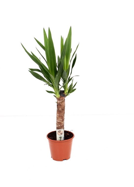 Yucca P14 30 solo, D 14 cm Yucca P14 30 solo, D 14 cm
