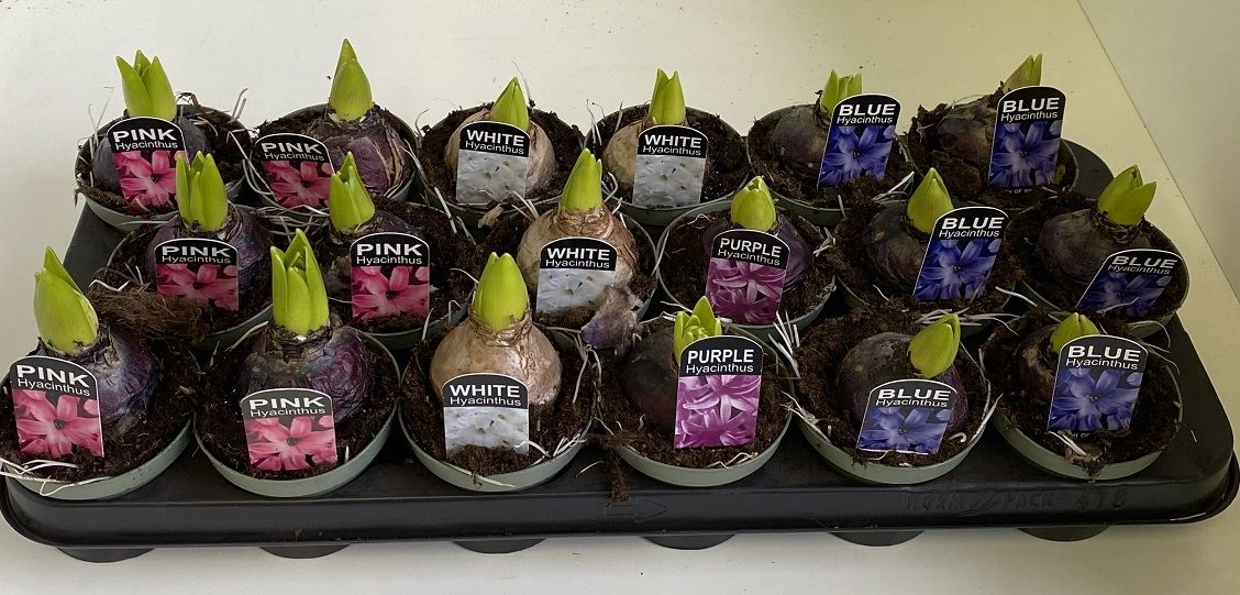 9 cm Hyacint gemengd, D 9