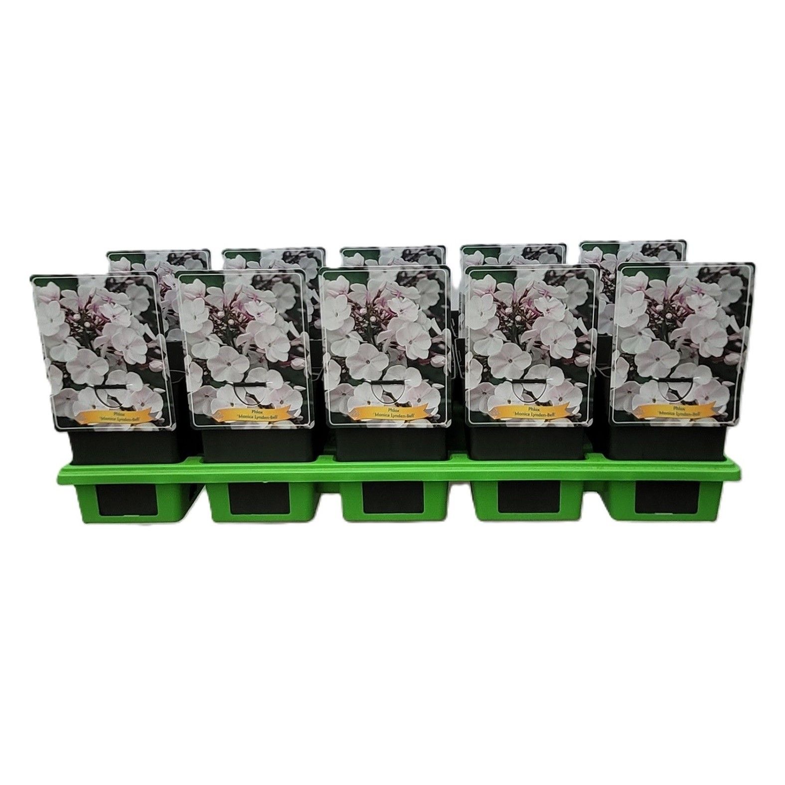 Phlox Paniculata 'Monica Lynden-Bell' P11, D 11