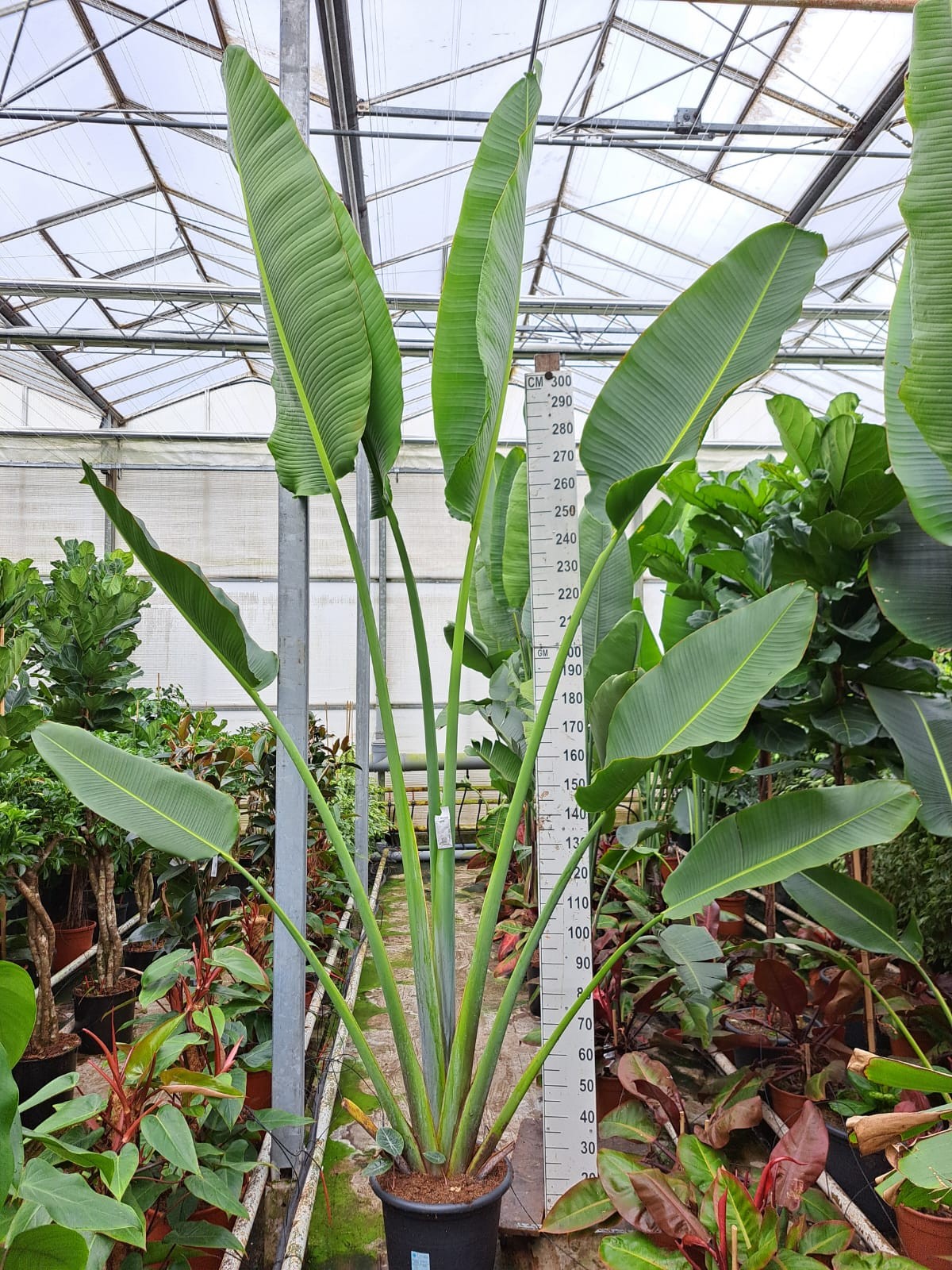 Reizigersboom (Ravenala madagascariensis) 400, D 45