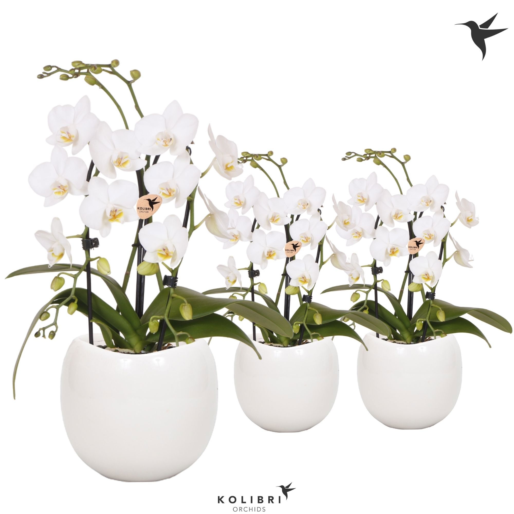 Kolibri Orchids Phalaenopsis Cascade Niagara Fall white 2 spike in Bowl pot, D 9
