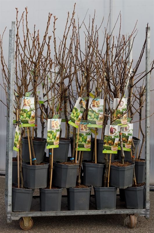 Mix CC Pyrus communis (Peer) 29 x laagstam peer, D 24