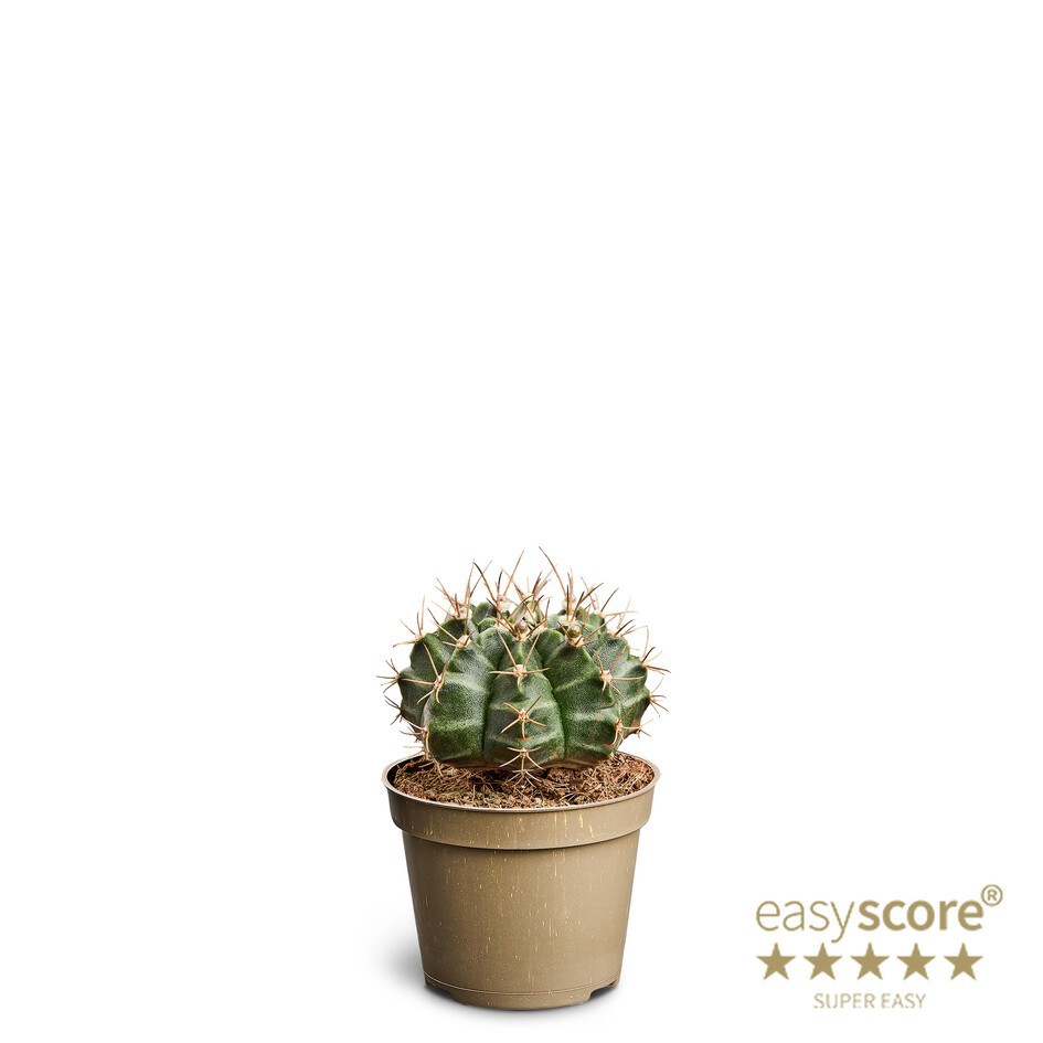 GYMNOCALYCIUM MIHANOVICHI 10662000, D 6 cm