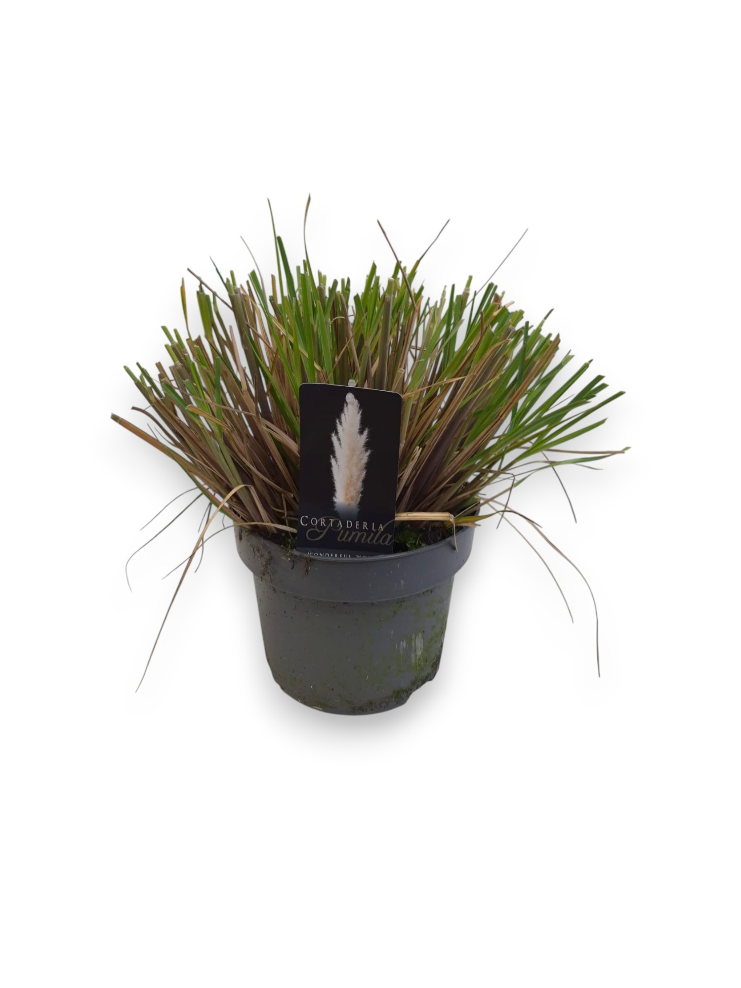 Cortaderia selloana 'Pumila' C5/P23, D 23