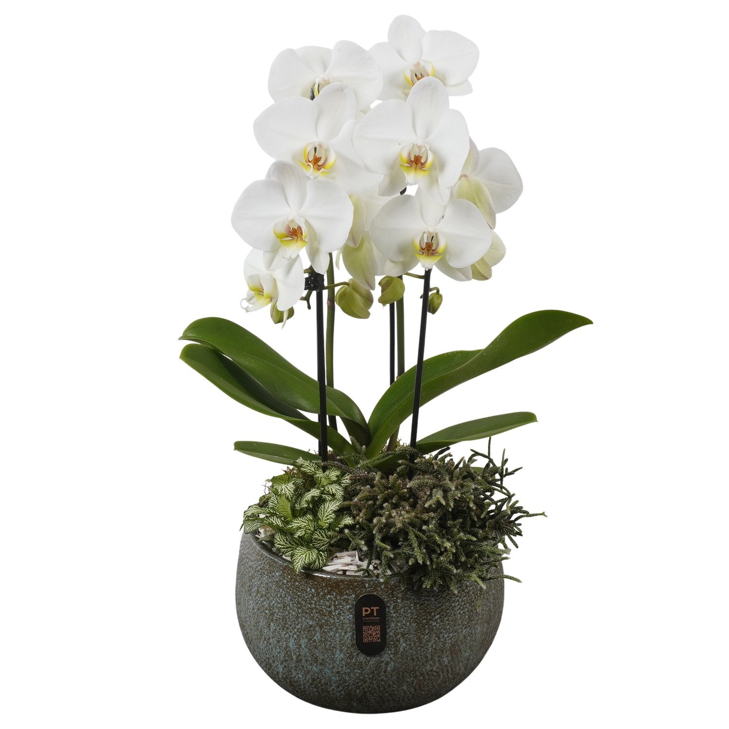 PTIB5332 Arrangement Indoor in keramiek schaal, D 23