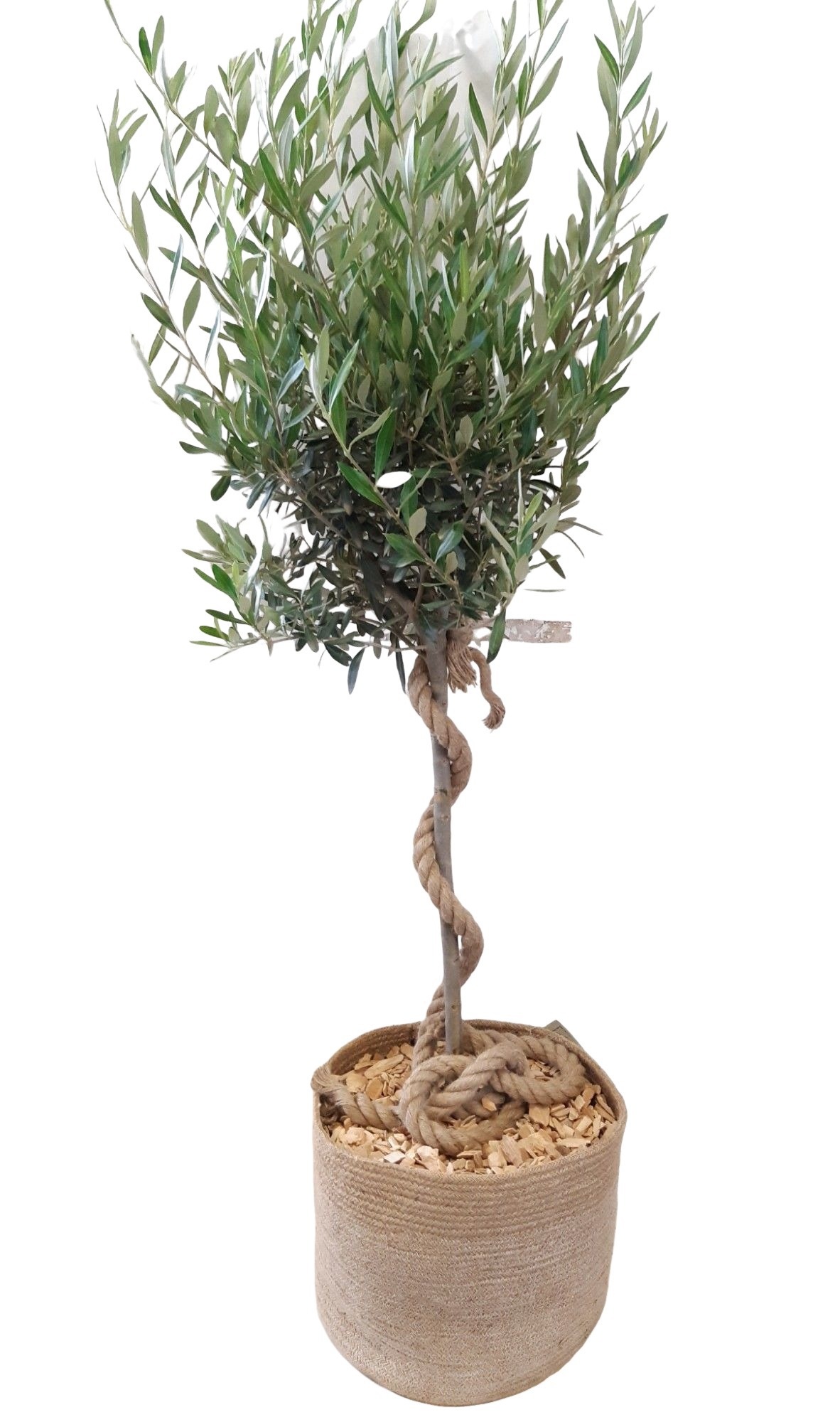 JM32OLE Olea Europaea Stem 150 Jute Basket + rope, D 32 cm
