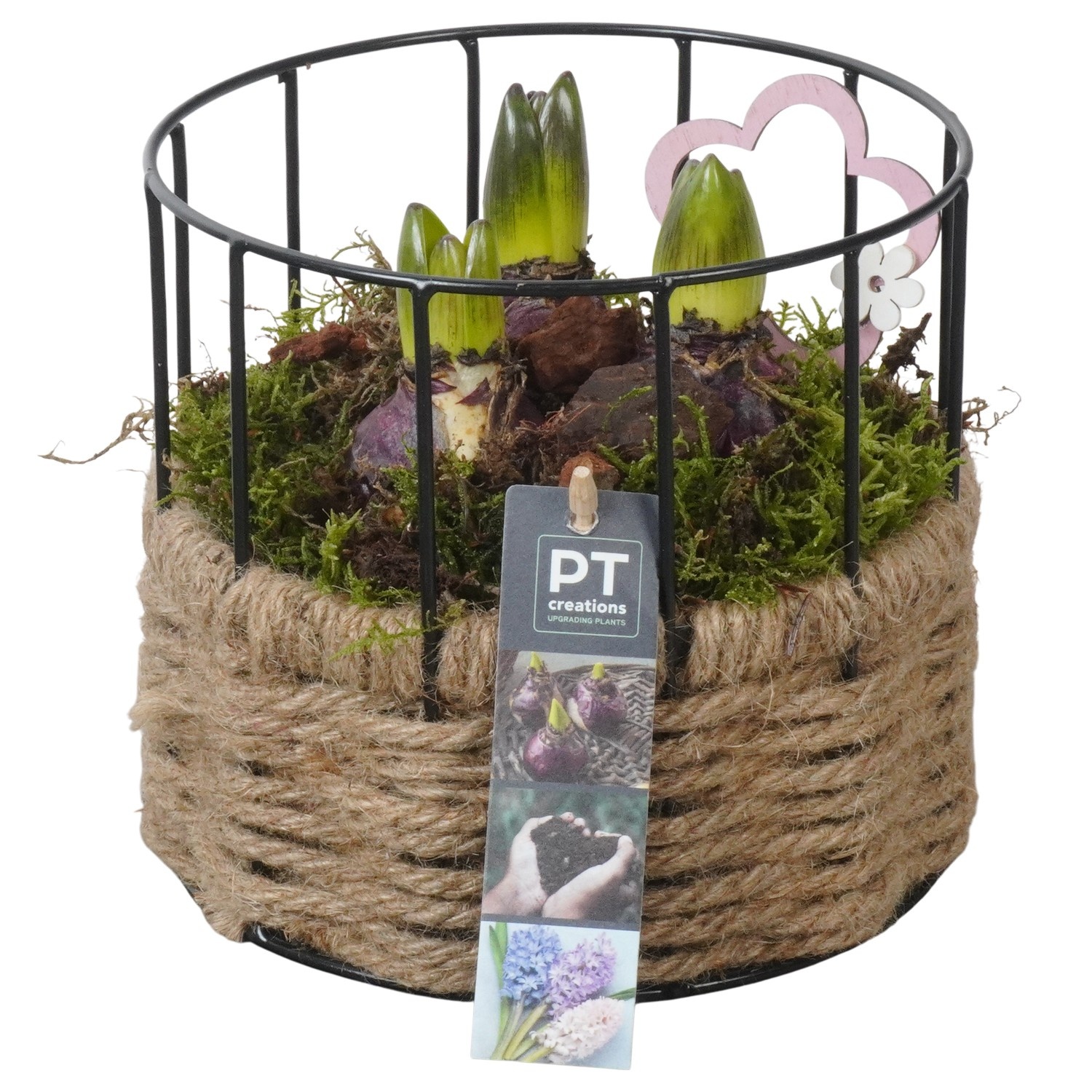 PTHC9173 Arrangement Hyacints in metaal pot met touw, D 17