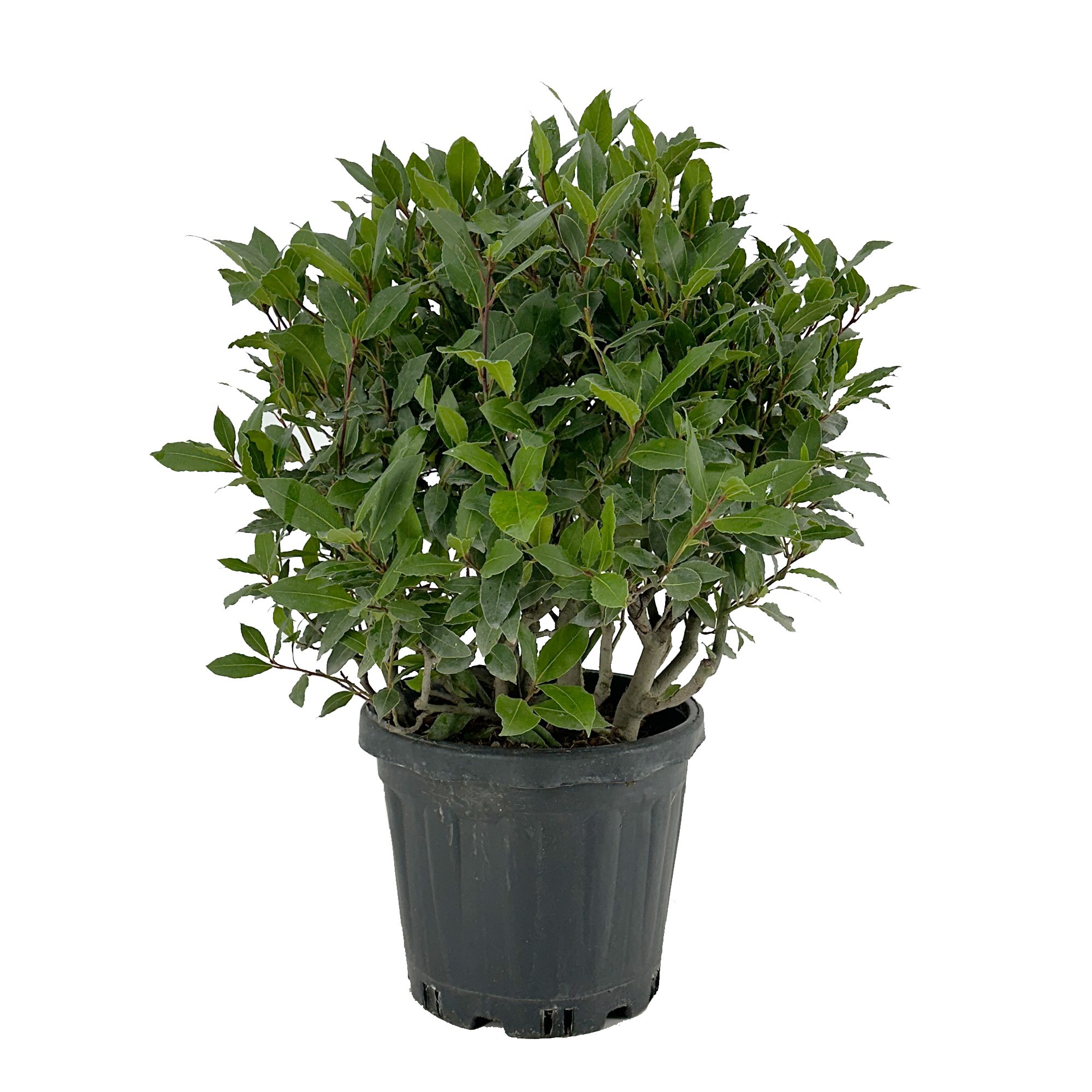 Laurus nobilis Bol zonder stam, D 25