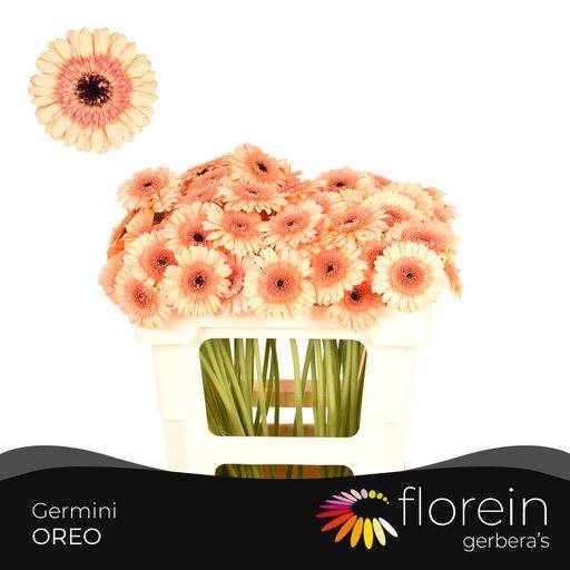 Гермини Орео, шт.