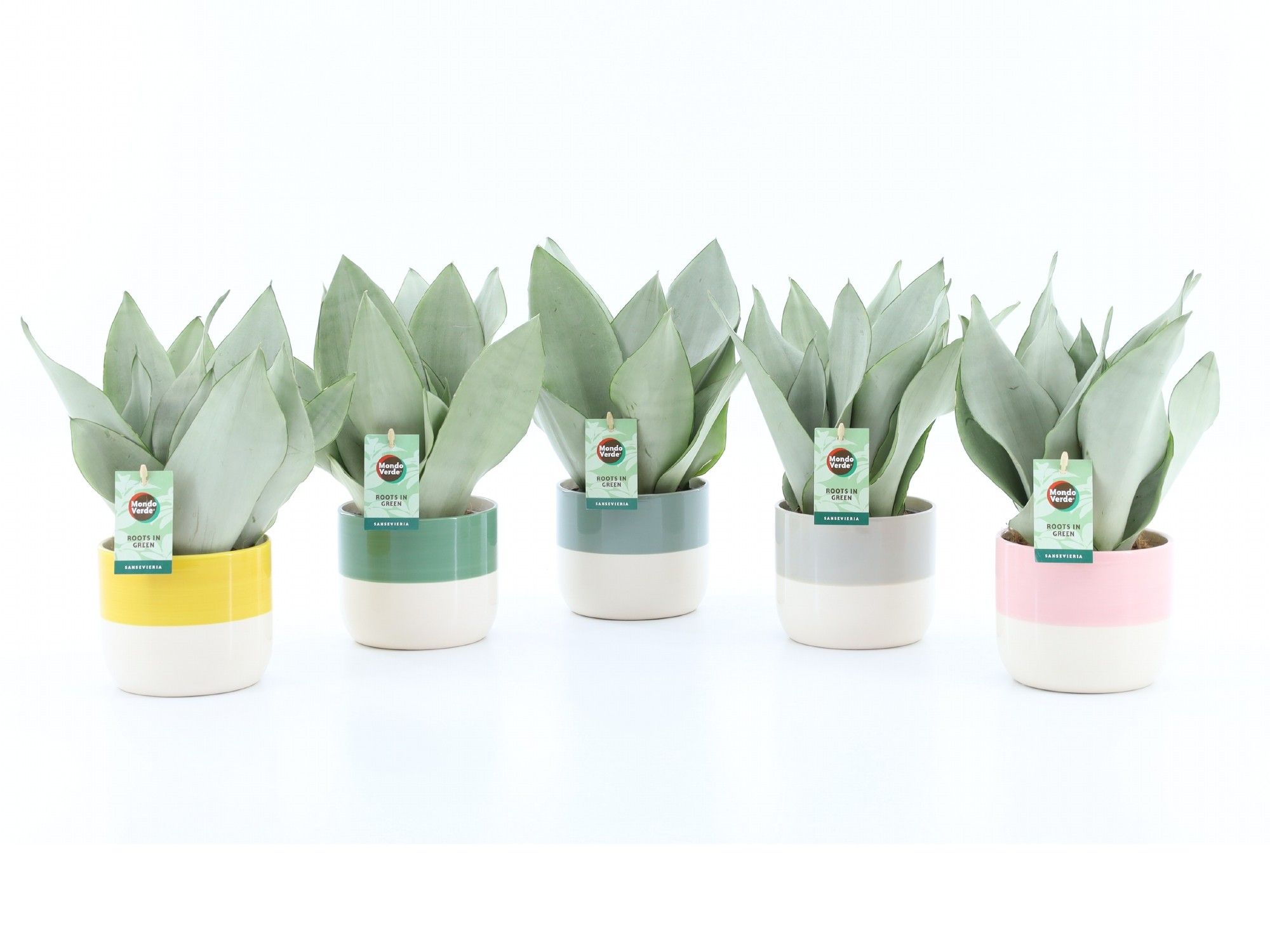 Sanseviera Moonshine in Two Tone keramiek, D 13