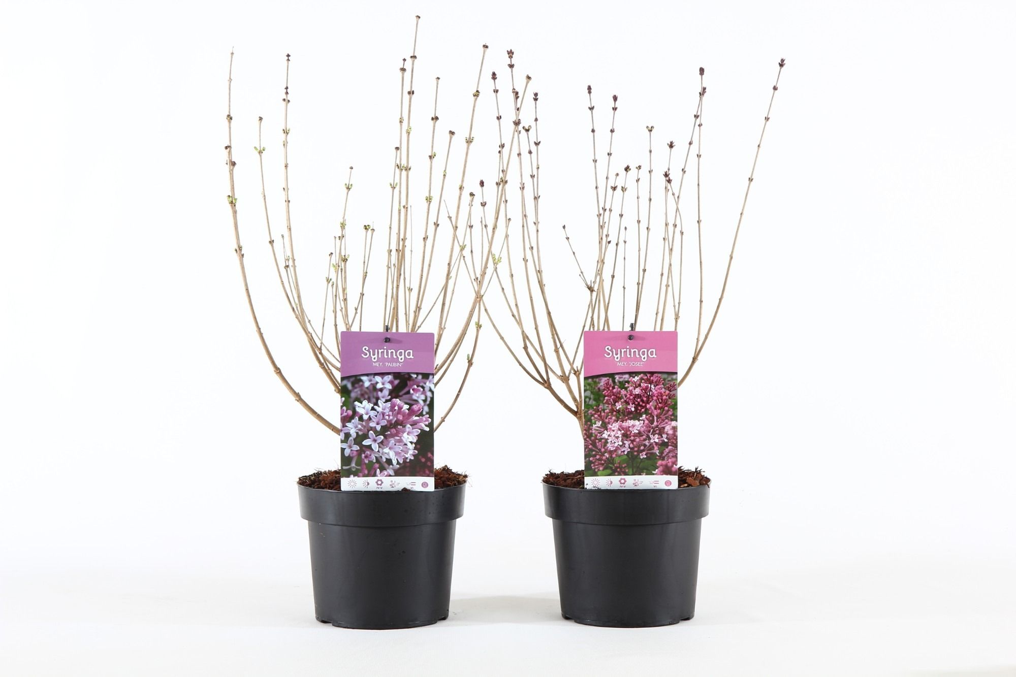 Syringa mey. mix P19/C3, D 19