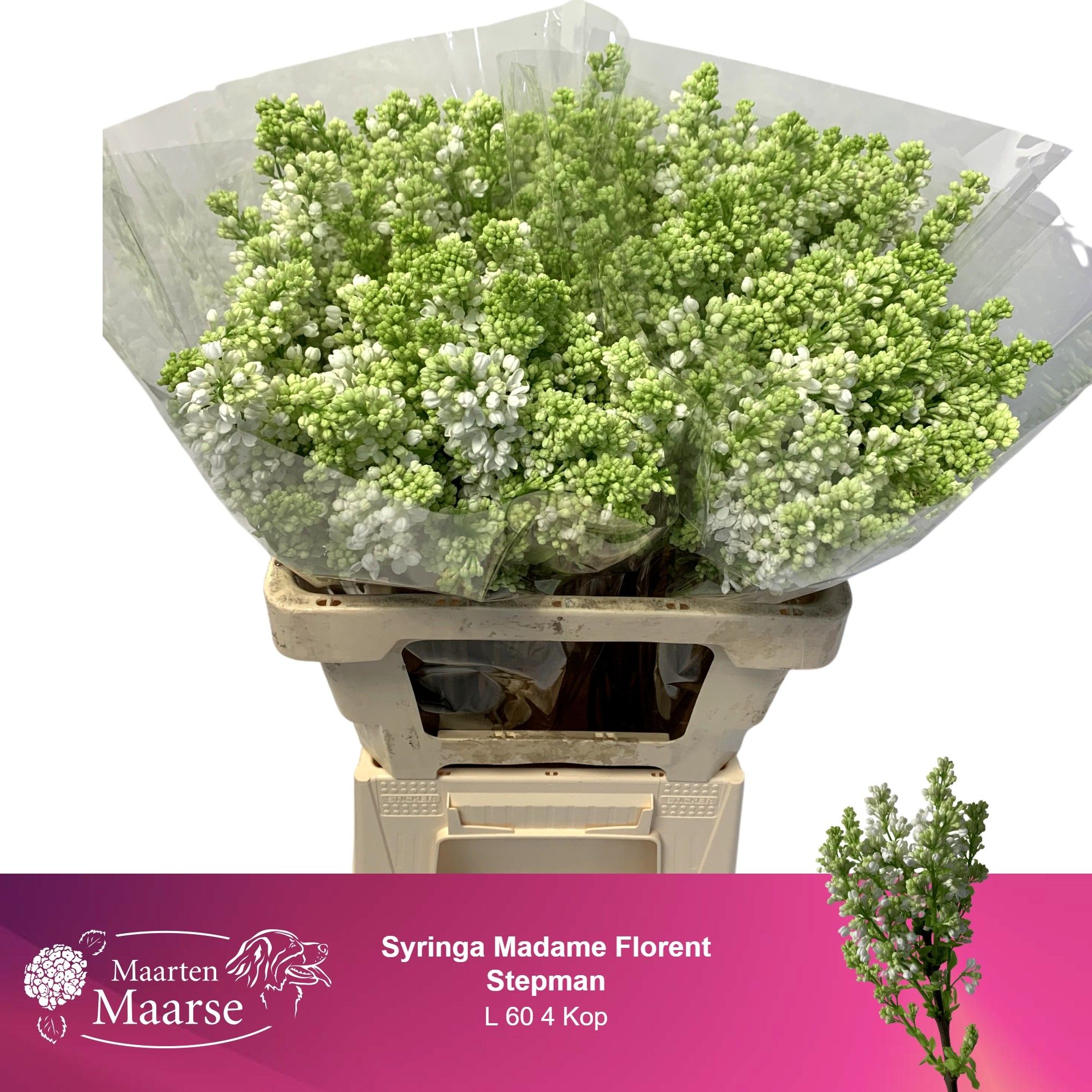 Сирень Мадам Флорент Степман 60 (бел.), шт.