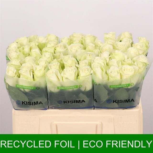 Роза од. Сноусторм+ 50, шт.