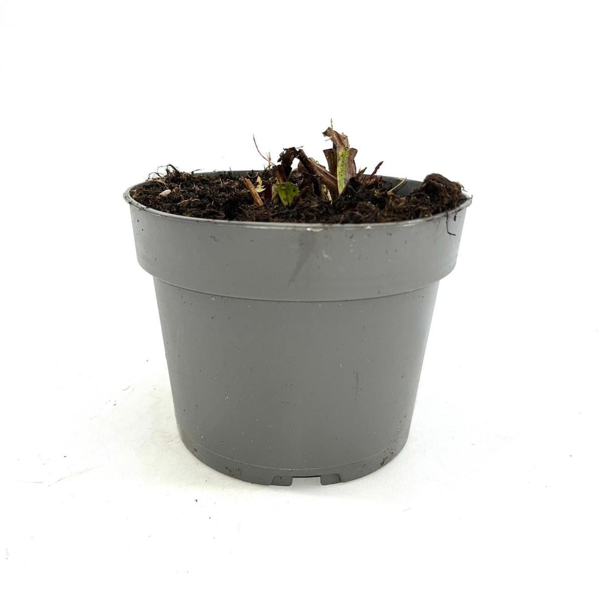 Pulmonaria 'Blue Ensign', D 17