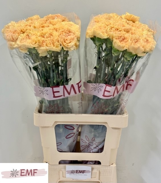 Диантус од. Наталия, шт.