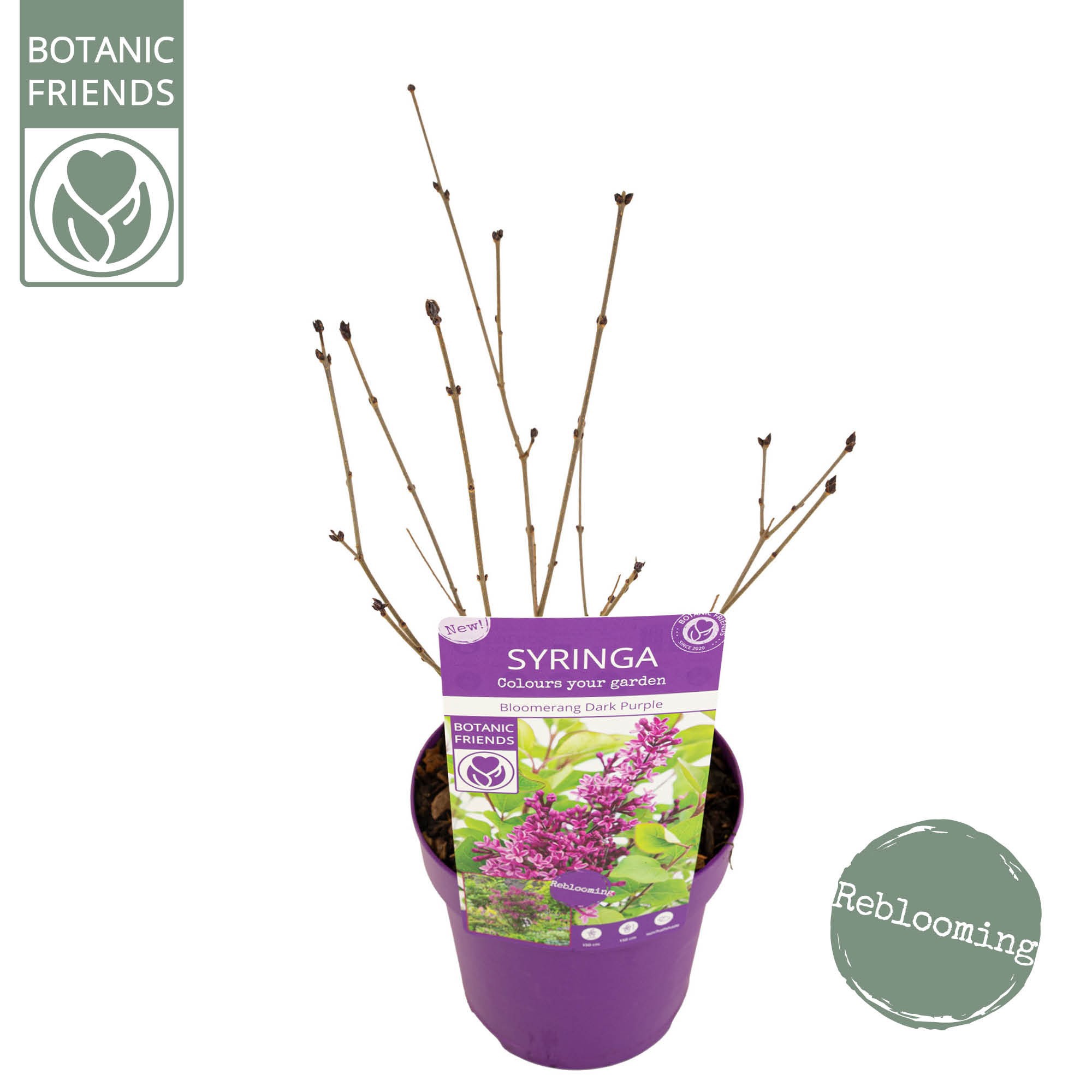 Syringa 'Bloomerang Dark Purple' ®, D 15