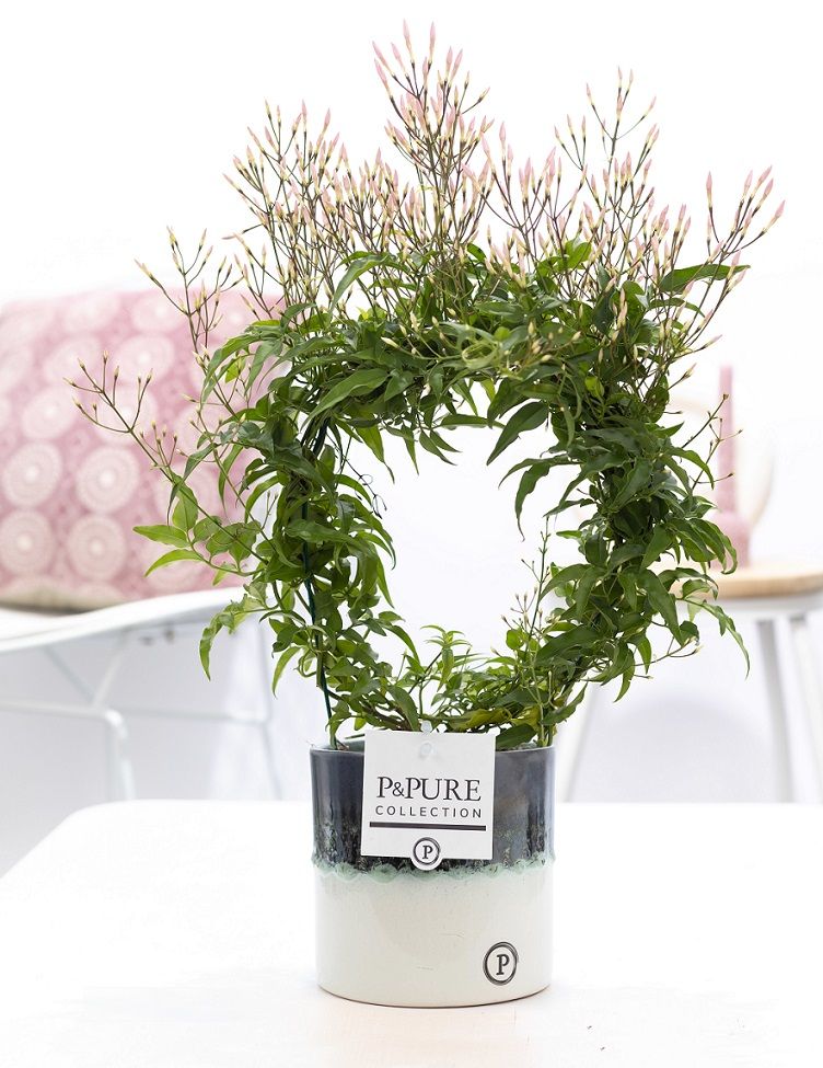 Jasminum P. ( 200+ knop) in P&PURE Illusion cer.perfectly imper., D 12