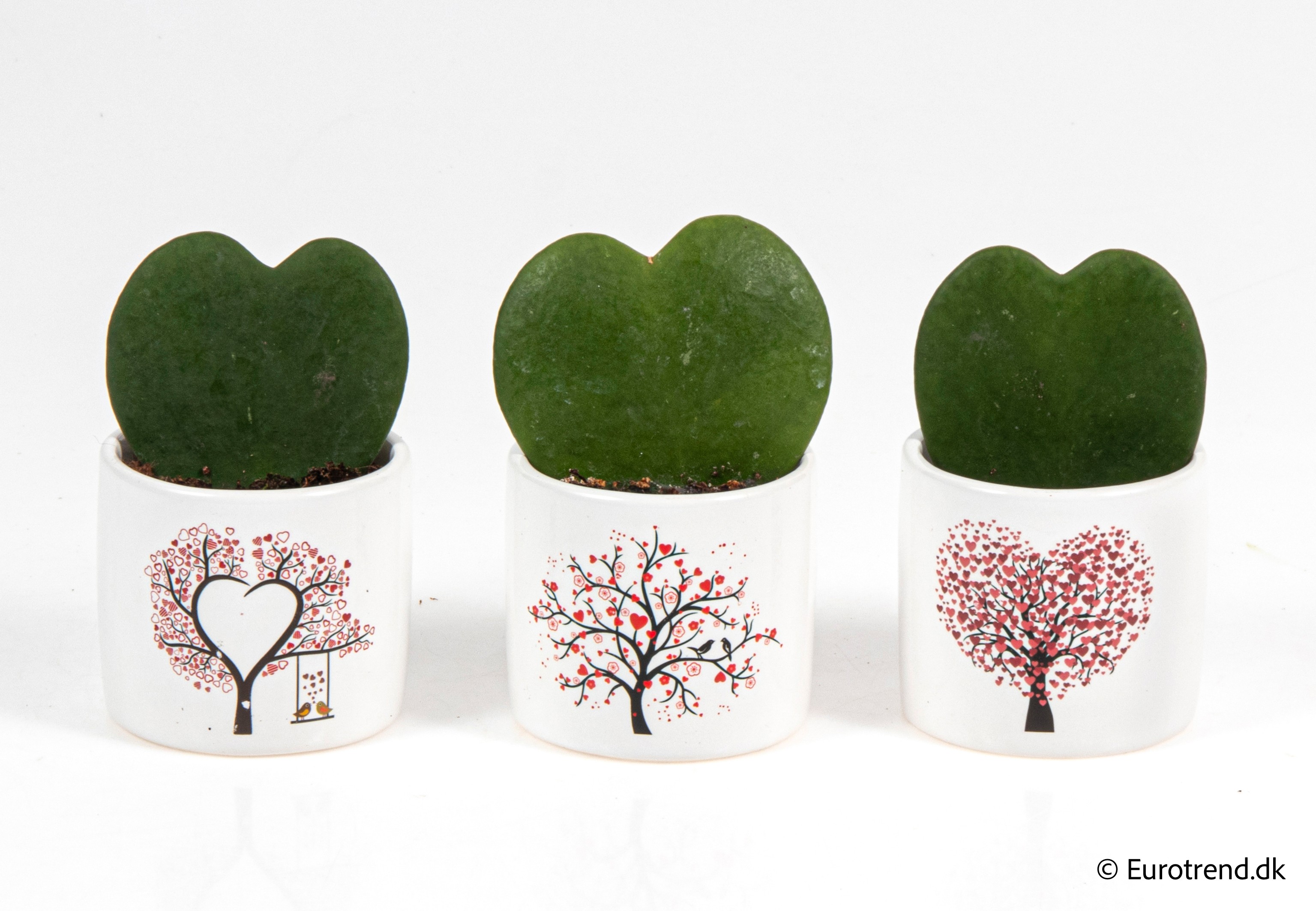 Hoya single heart in Valentine ceramic 2026, D 6