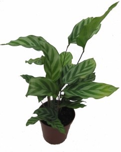 CALATHEA SPECIES 'Freddi', D 11 cm