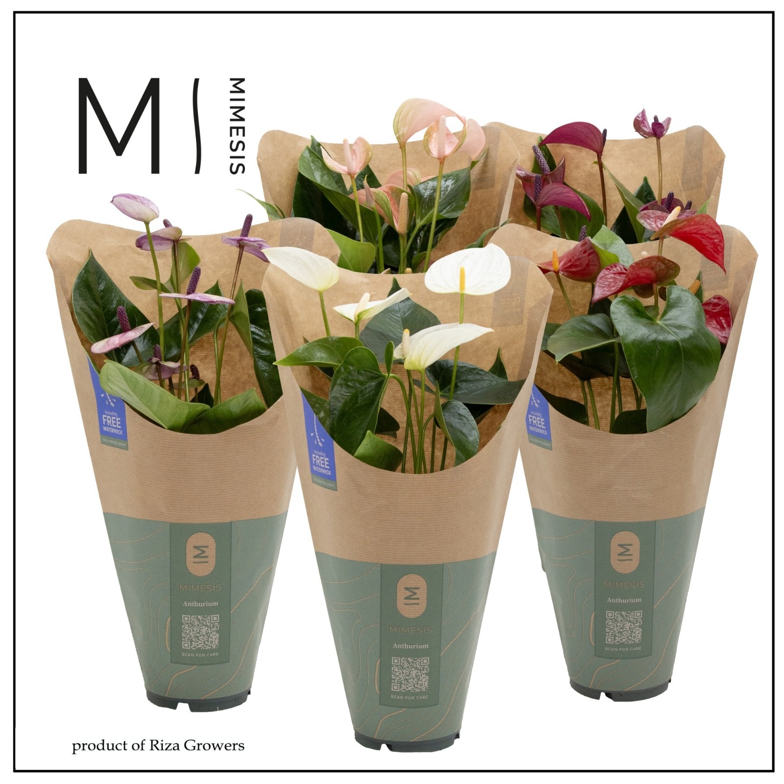 Anthurium - KARMA Various Mix | 12cm | ECO/KRAFT SLEEVE, D 12