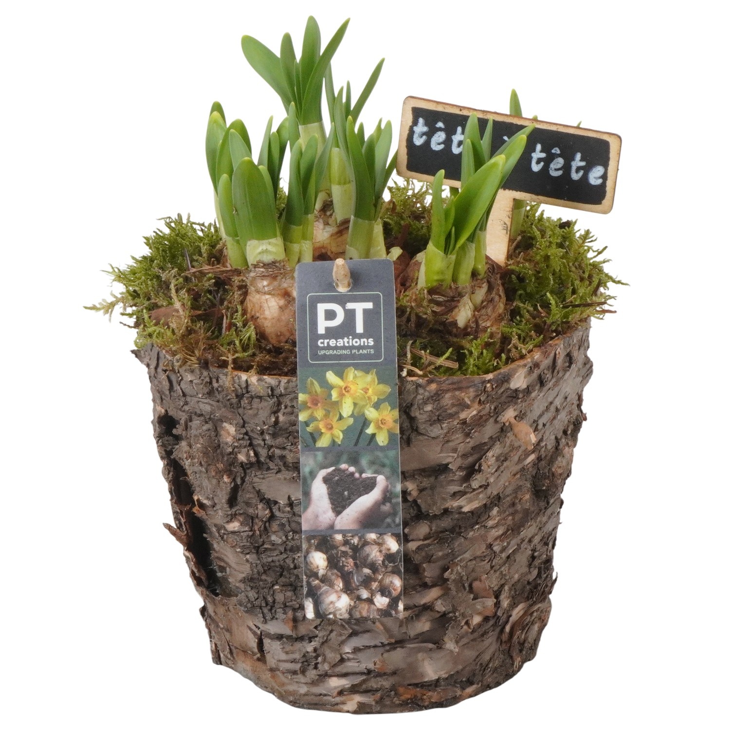 PTN8697 Arrangement Narcissus in houten bak, D 14