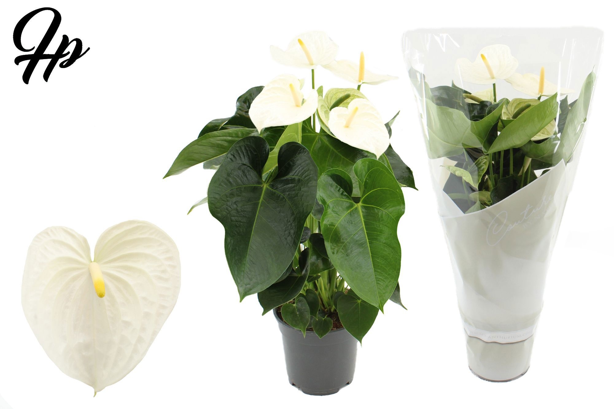 Anthurium 17 cm Alpine in Couture sleeve, D 17