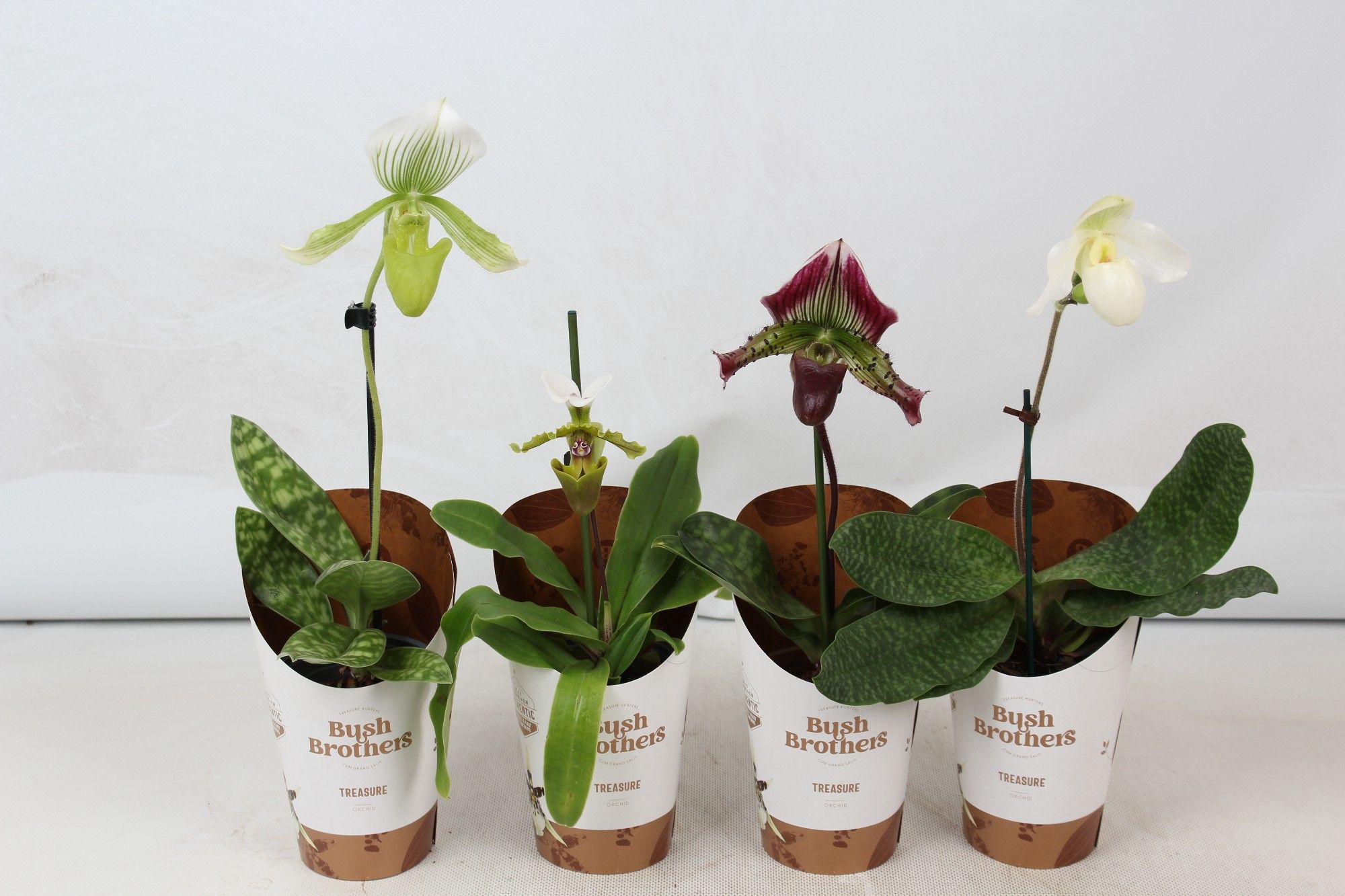 Paphiopedilum mix 9 cm, D 9 cm