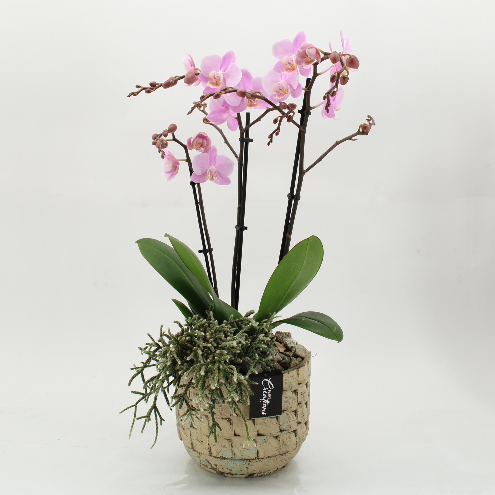 PHAL-2627RZ Phalaenopsis creatie, D 17
