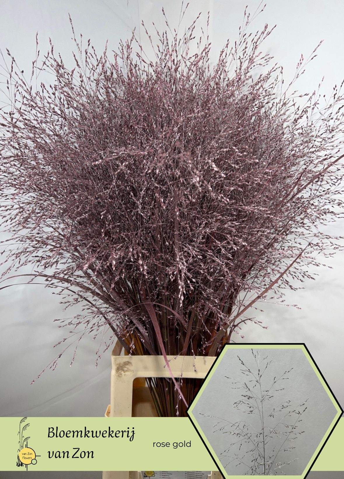 Сирграс Овериг Крашеный (краш. ) 95, шт.