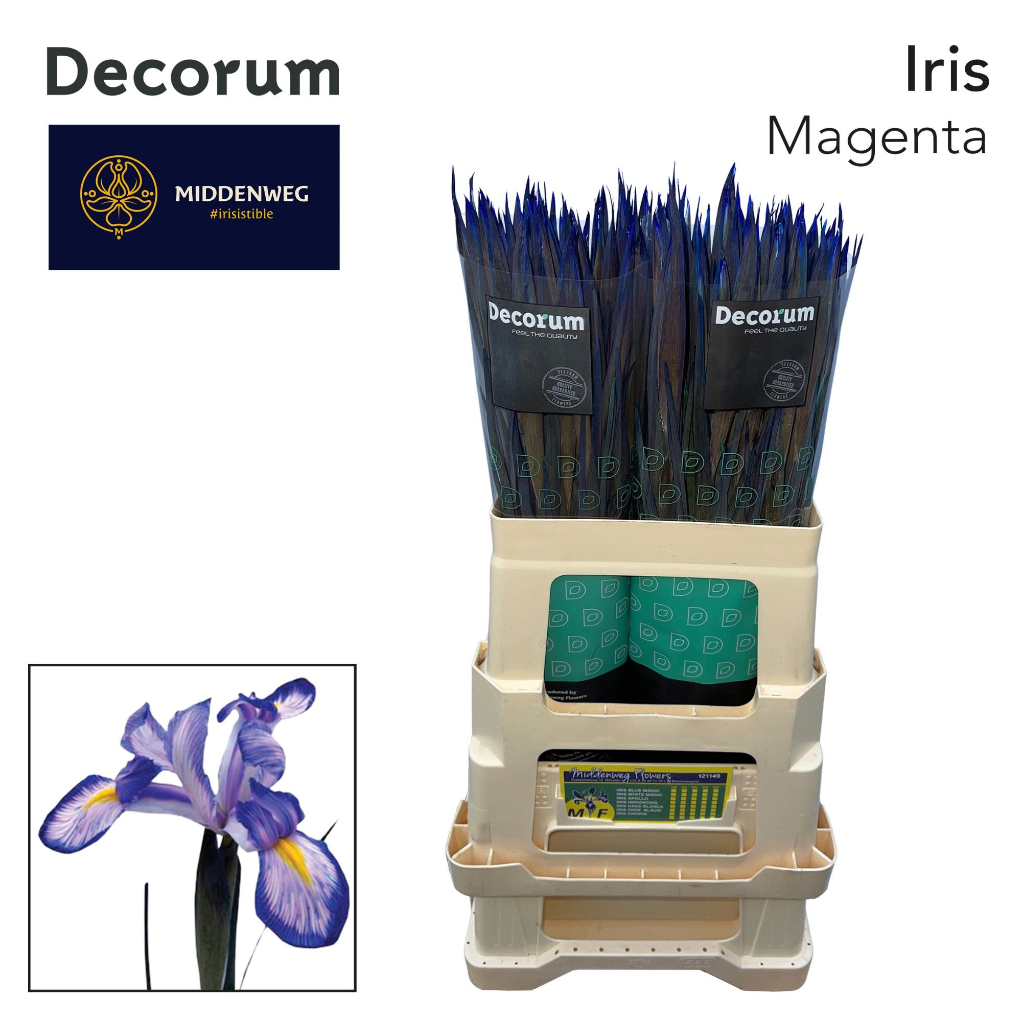 Ирис Овериг, шт.