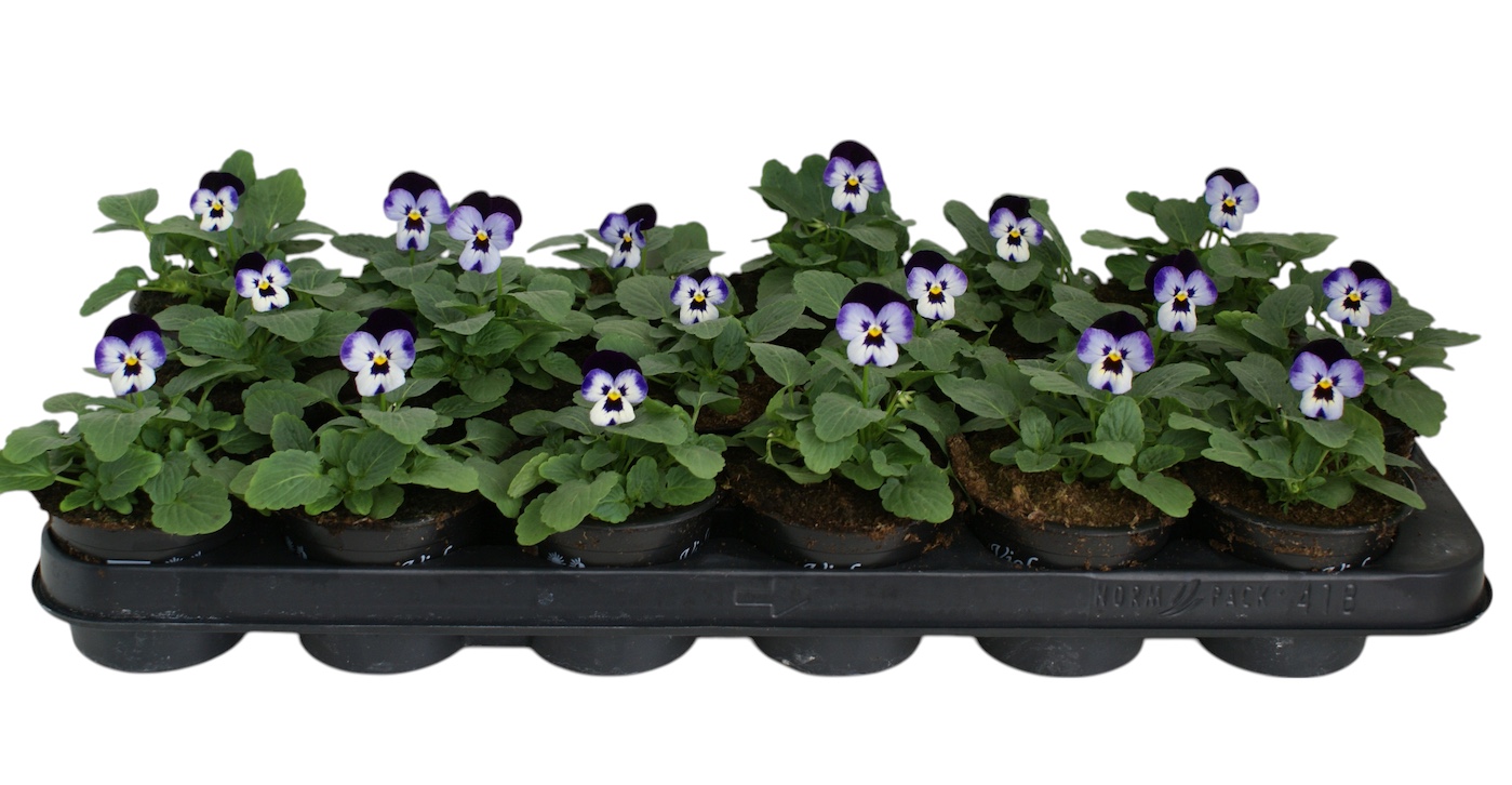 Viola cor li paars / dr paars p9, D 9