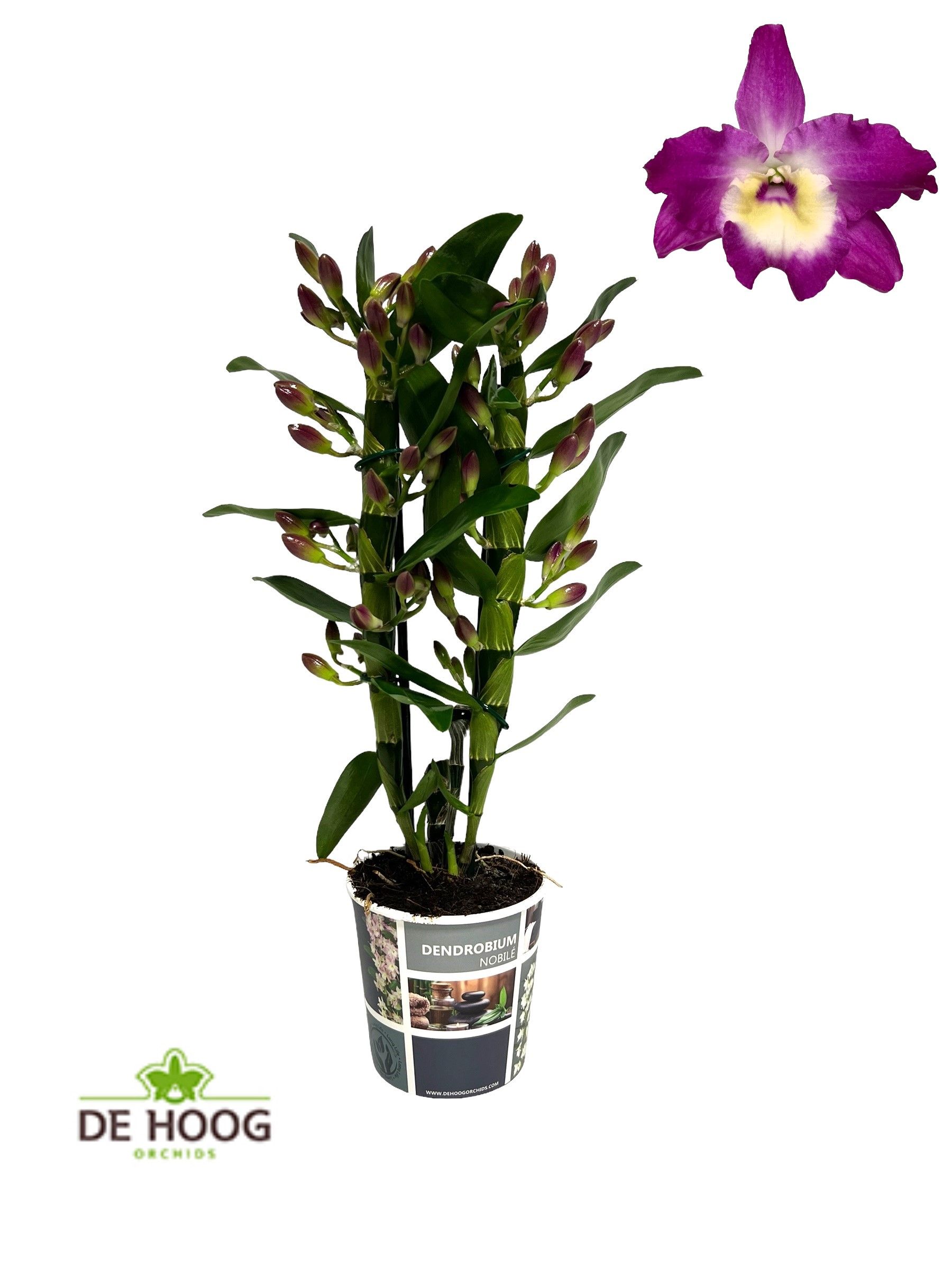 Dendrobium Nobile Bouquet Purple Rain 2 stam 12+ tros, D 12