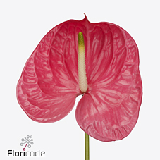 Антуриум Карибо x12, шт.