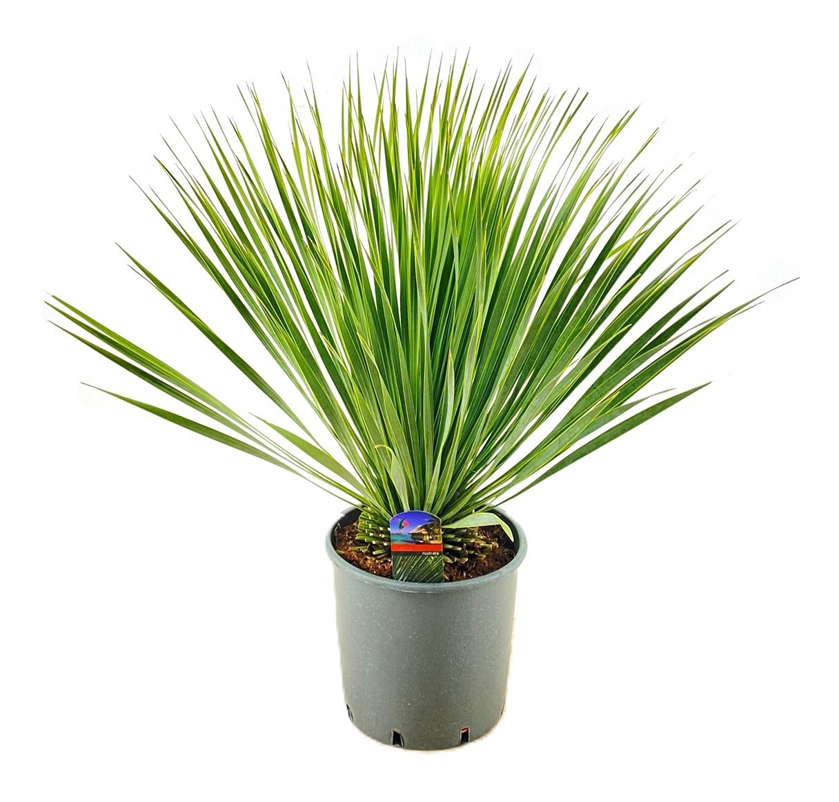 Yucca rostrata, D 27