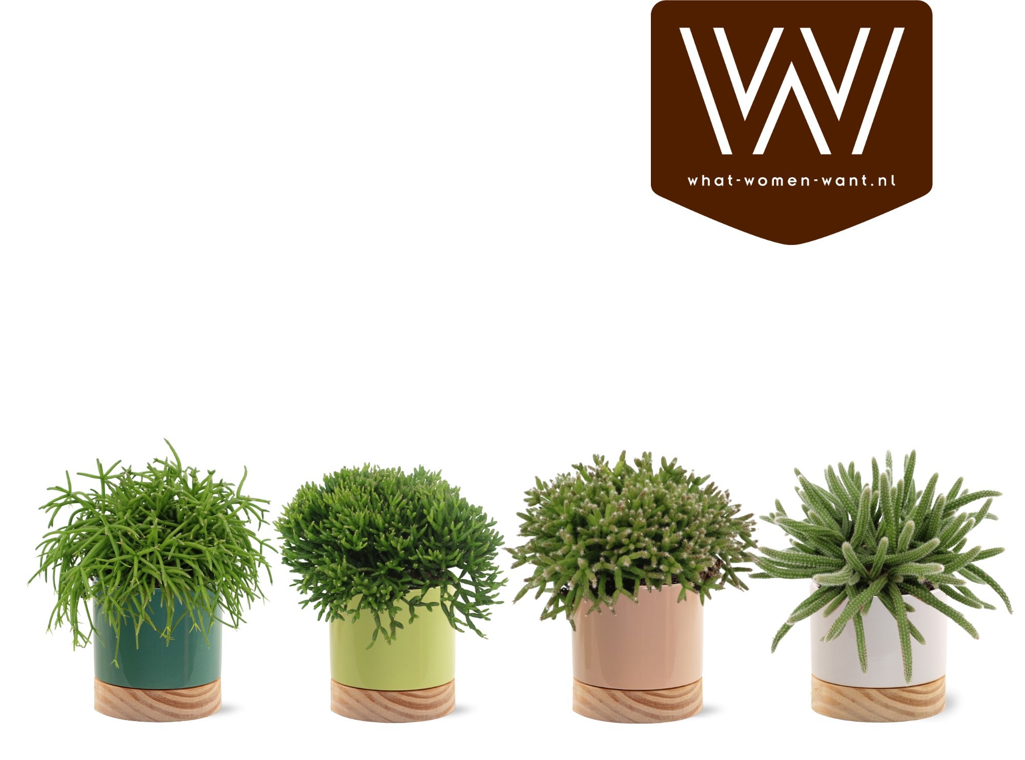 Rhipsalis gemengd P12 in Emma Wood, D 13 cm