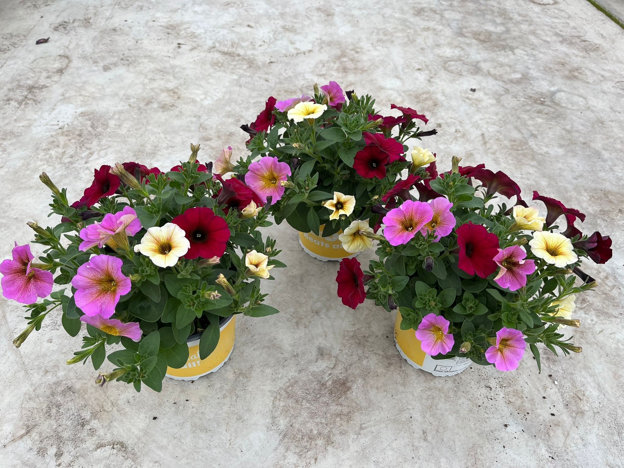 xPetchoa BeautiCal Tricolor, D 15