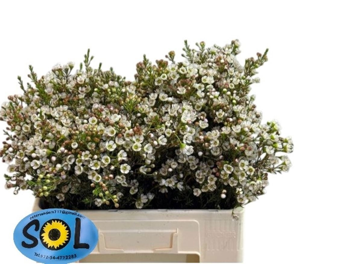 Шамелациум Пинк Дрим 70, шт.