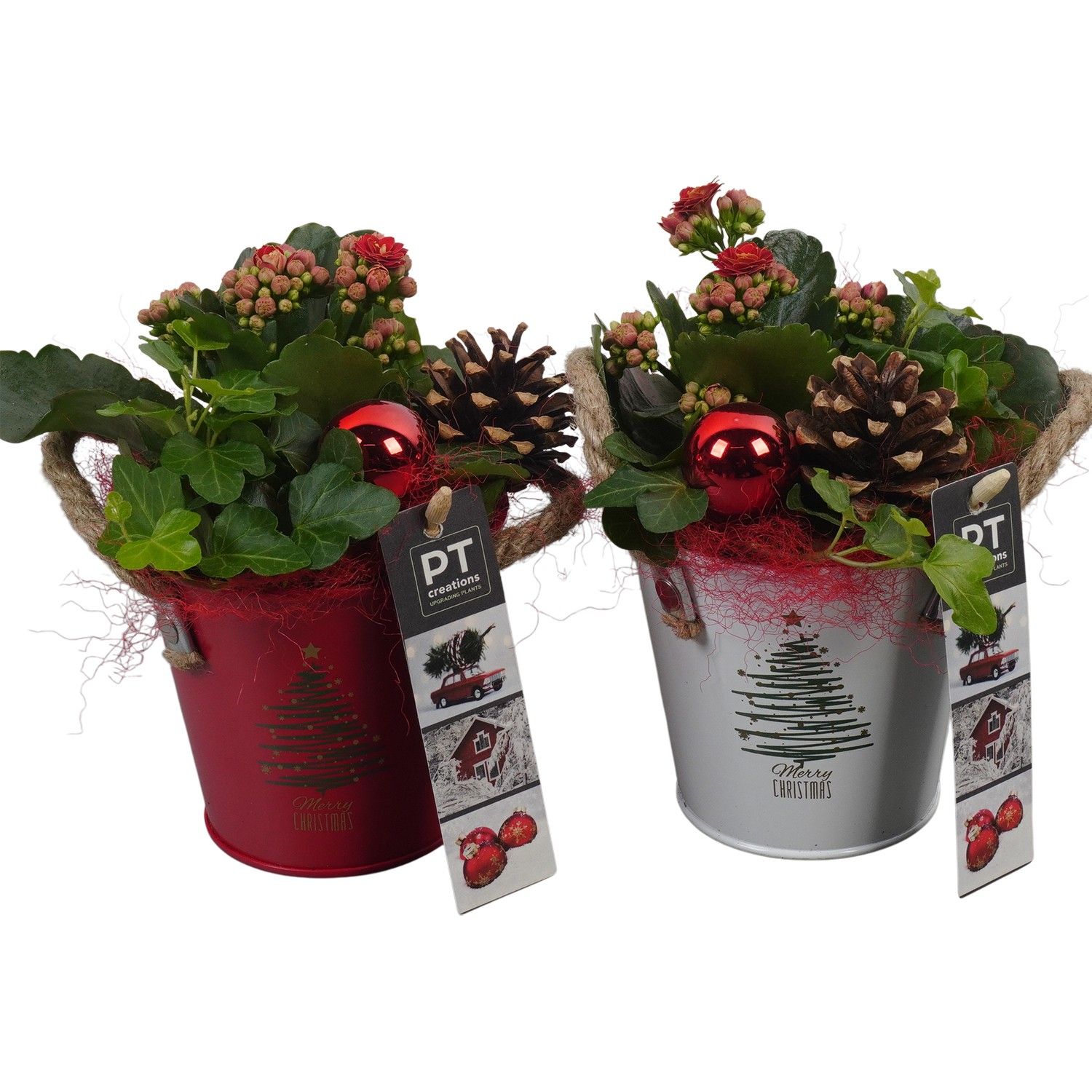 PTCHR7321 Arrangement Christmas Red in metaal pot, D 10 cm
